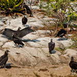 Und es gibt viele Geier