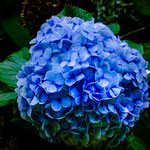 ....die wächst im Urwald.....