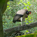 ....ein Königsgeier