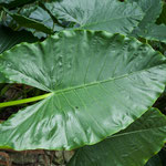 Das Blatt kann man auch als Regenschirm nutzen....