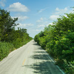 Die meisten Strassen in Yucatan führen durch grünen Urwald
