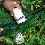 ....in diesem Reifegrad kann man die Kakaofrucht fast noch komplett roh essen....