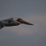 Der Schnabel ist fast so lang wie der Körper - und er kann trotzdem fliegen