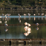 heute voll mit Flamingos