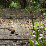 ....eine Art Kaninchen...