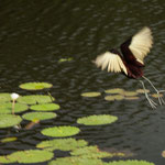 Leider kennen wir die Namen der über 250 Arten nicht...