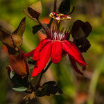 ....leider kennen wir die vielen schönen Blumen nicht