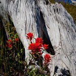 Wildblumen am "Mount St. Helen" in Hülle und Fülle ...