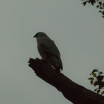 ....und hier ein Falke....