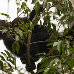 und ein "Brüllaffe"