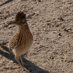 Ein putziger "roadrunner" in Desert Hot Springs in Californien