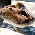 Junger Pelikan beim "Trocknen"