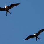 Ganz viele Fregatvögel gibt es hier.