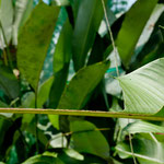 .....und hier das Resultat dieser "Freßmonster"......