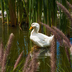 ....auch für diese chinesischen Enten ein Paradies