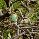 Die nächsten Bilder zeigen die wunderschönen Vögel die wir gesehen haben