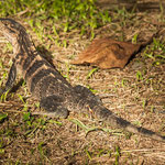 ....und Echsen haben wir die Wiese geteilt.....