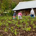.....hier wir Unkraut gejätet.....