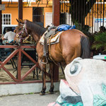 ....und manche kommen noch per Pferd ins Café......