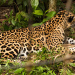 ....ein wunderschöner Jaguar.....