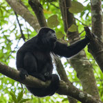....diese Brüllaffenfamilie begrüsste uns mit großem Geschrei....