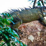 ....dieser Riesenechse fehlen die vorderen rechten Krallen..... 