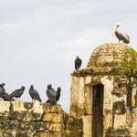 .....unter dem Kommando des Pelikans.....