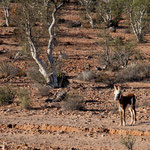 erstaunlich mit wie wenig Esel überleben können.