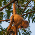 .....dieser kleine hängt nur an seinem Schwanz 20 m über dem Boden.....