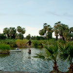 .... unter und umgeben von Dattelpalmen