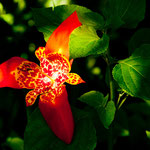 Diese tolle Blume fanden wir auf unserer Wanderung im Dschungel