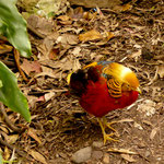 Australien ist voller bunter Vögel