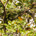 ein weiblicher Laguan