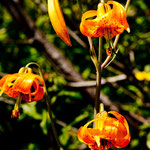 .... und auch sehr seltene und exotische - aber wie heißen sie denn??