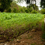 .....auch diese Bewässerungskanäle sind uralt......