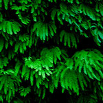 ....mit tollem Farn....