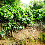 ....genauso wie Kaffeebäumchen....