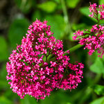 Wir haben eine kleine Tour entlang des Küstentrails gemacht