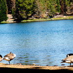 Kanada Gänse am See