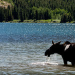 Eine Elchkuh bei ihrer Mittagsmahlzeit