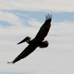 Dieser hier hat einen Fisch erspäht .....