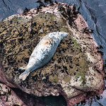 Wie kam dieser Dicke nur auf diesen Felsen?