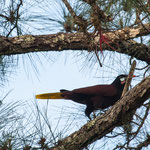 Mr. Unbekannt sang besonders schön....