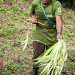 ....daraus werden die vielen Flechtarbeiten gemacht....