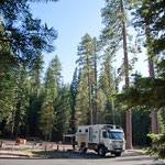 Unser Übernachtungsplatz unter riesigen Douglas Kiefern