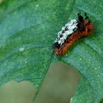 eine Larve - aber was für eine???