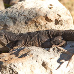 ....teilweise werden die Echsen ganz schön groß.