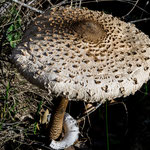 Zwischen den tausend Jahre alten Steinen fanden wir diesen wunderschönen Pilz