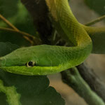 ....einfach nur schön - aber giftig??