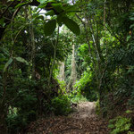 ....haben uns auf unserem engen Urwaldpfad begleitet.....